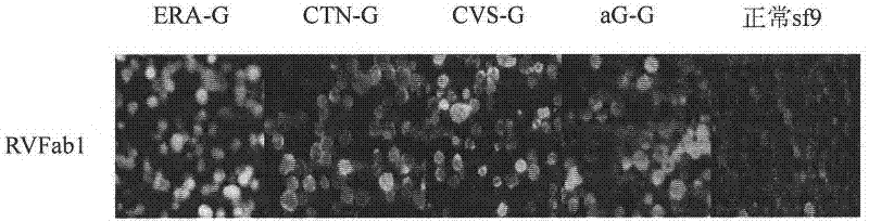 Humanized neutralizing antibody (RVFab5) against rabies virus glycoprotein