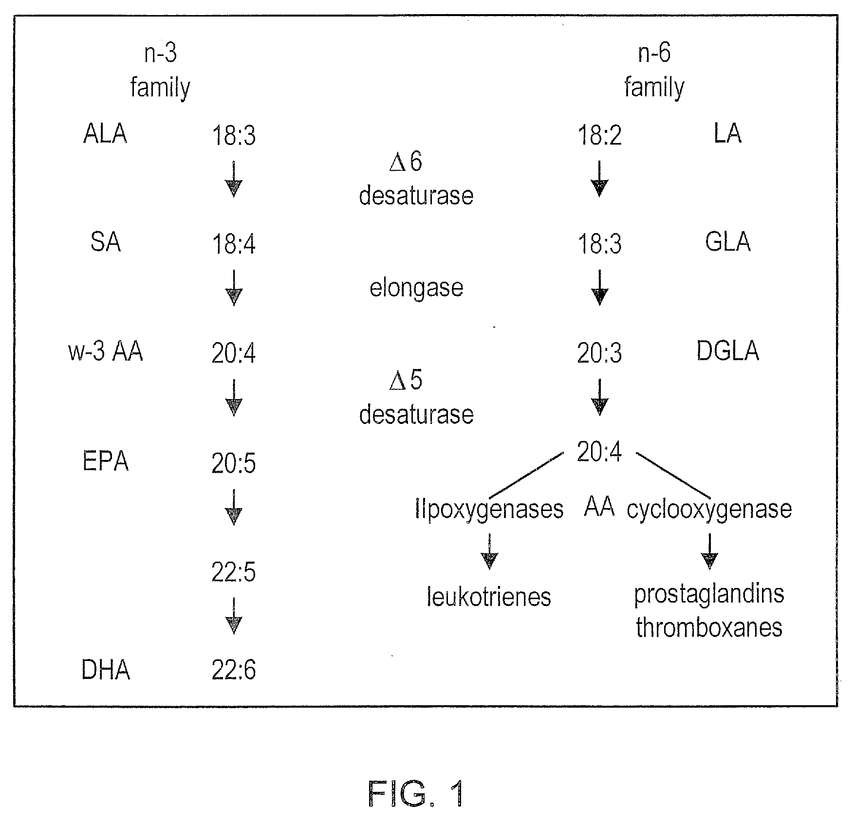 Dietary Control of Arachidonic Acid Metabolism