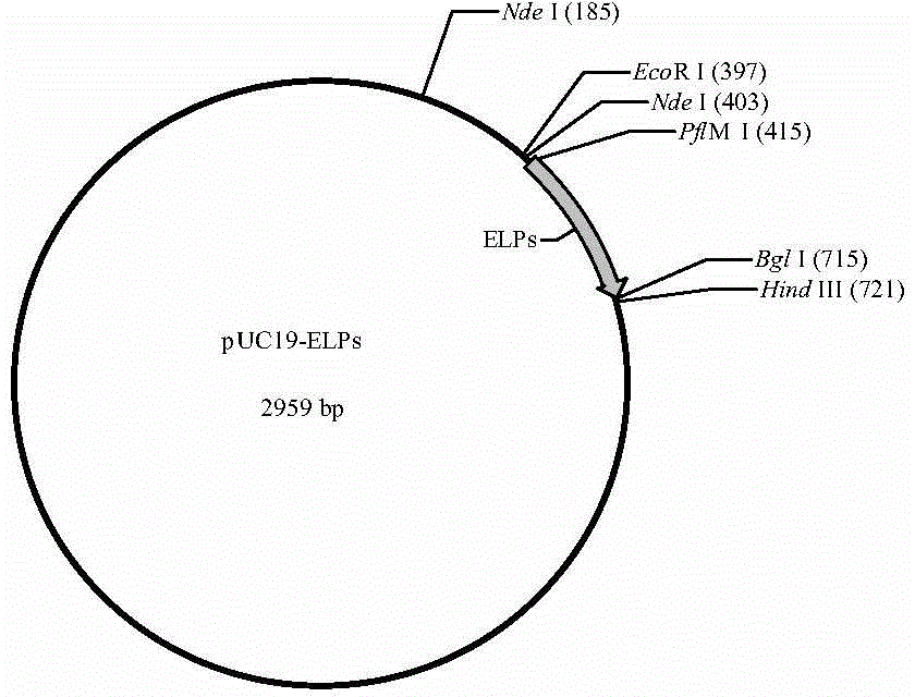 Fused antibacterial peptide and preparation method thereof