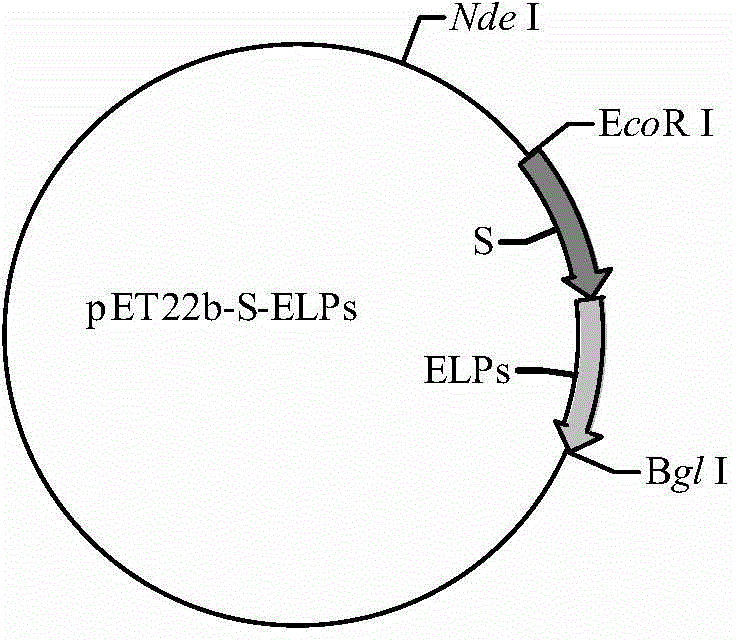 Fused antibacterial peptide and preparation method thereof