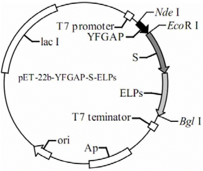 Fused antibacterial peptide and preparation method thereof