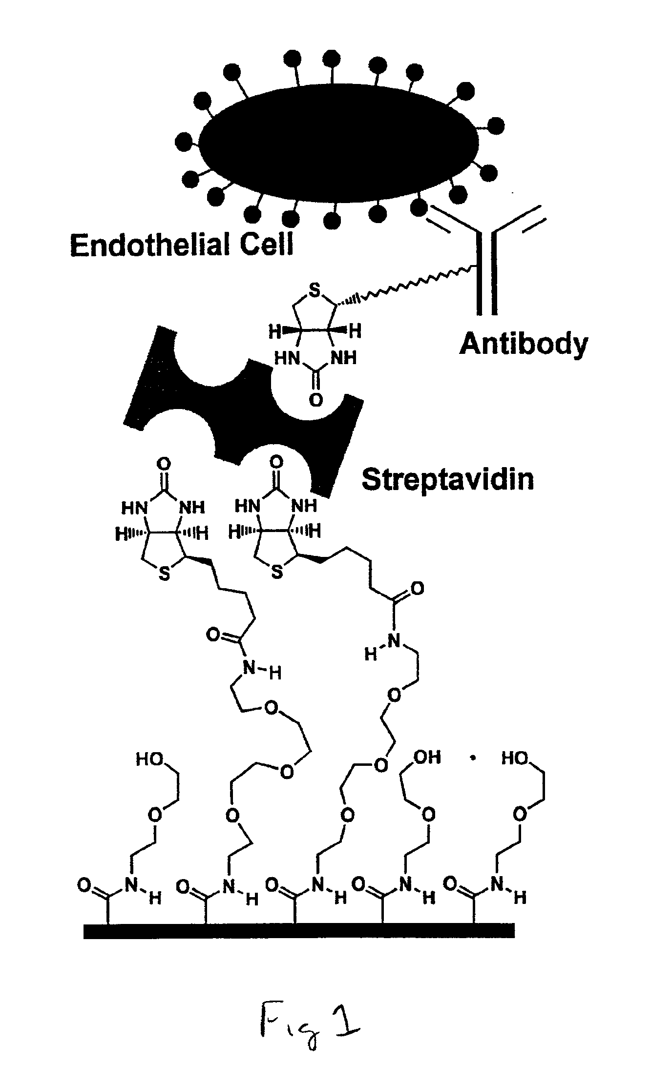 Reactive polymer coatings