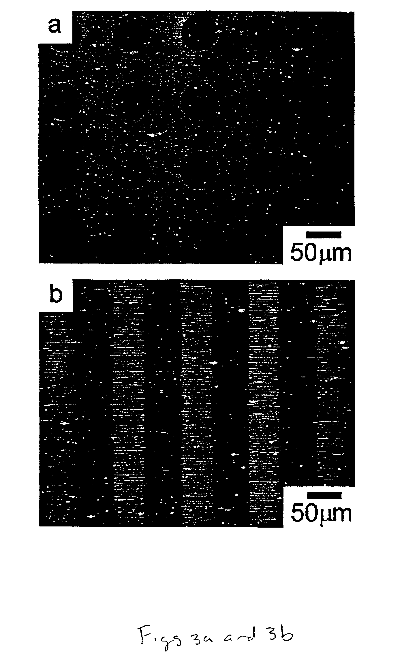 Reactive polymer coatings