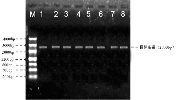 Method for identifying plant lactobacillus