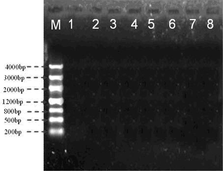 Method for identifying plant lactobacillus