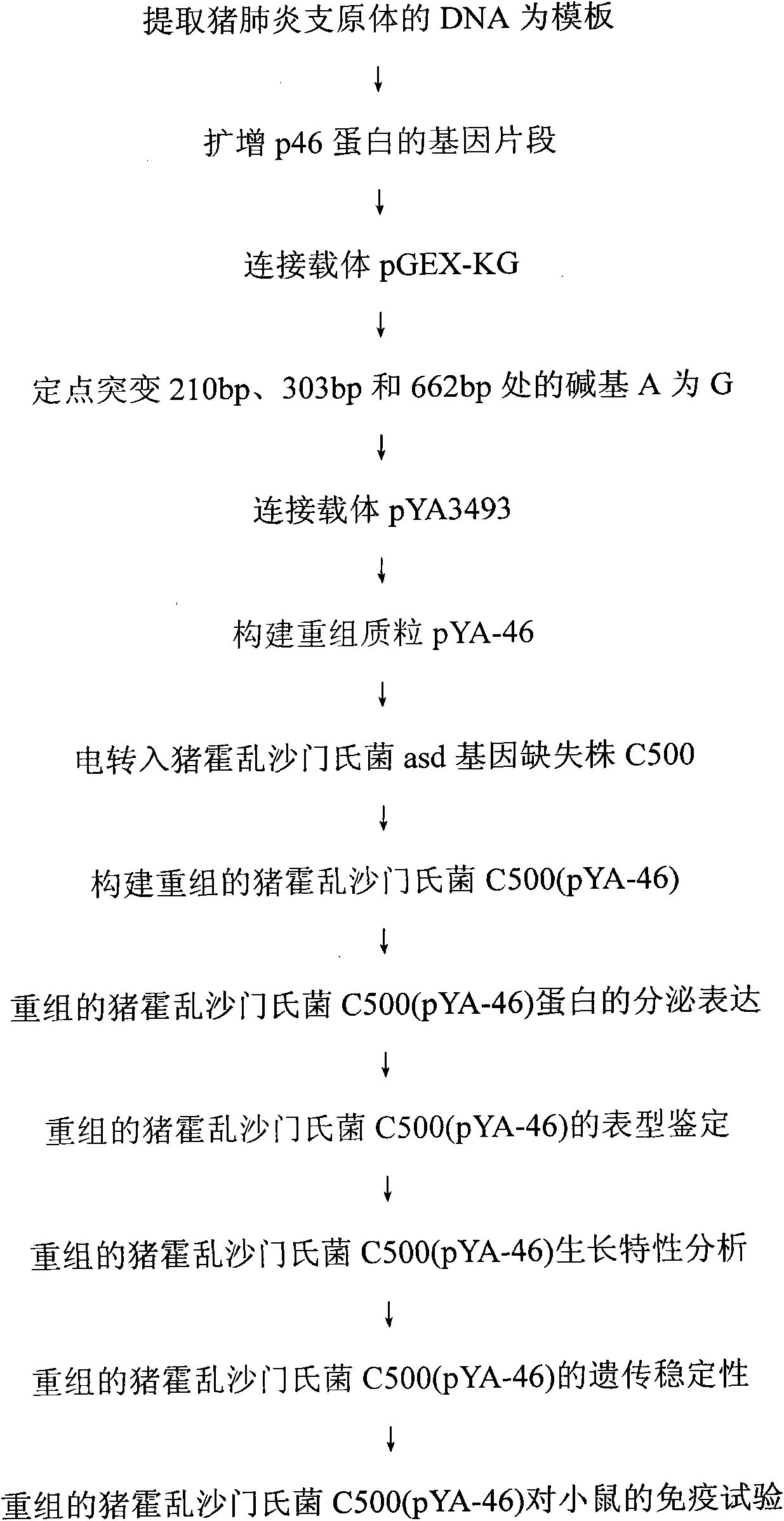 Recombinant salmonella choleraesuis expressing mycoplasma hyopneumoniae p46 protein, preparation method and application thereof