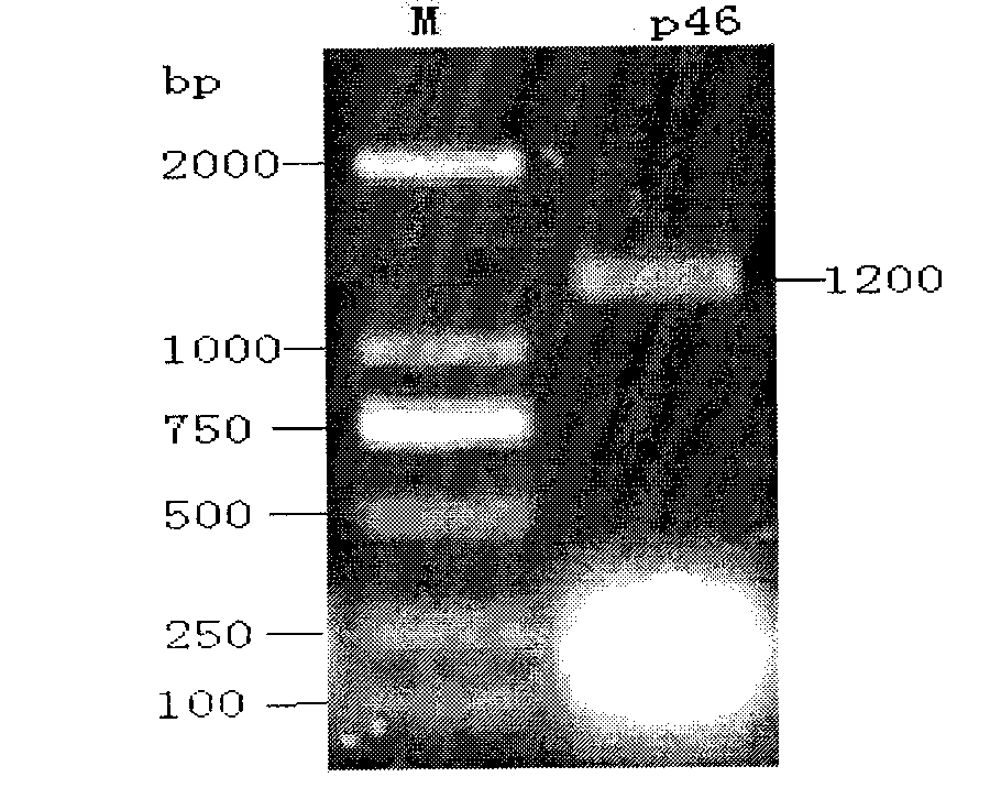 Recombinant salmonella choleraesuis expressing mycoplasma hyopneumoniae p46 protein, preparation method and application thereof