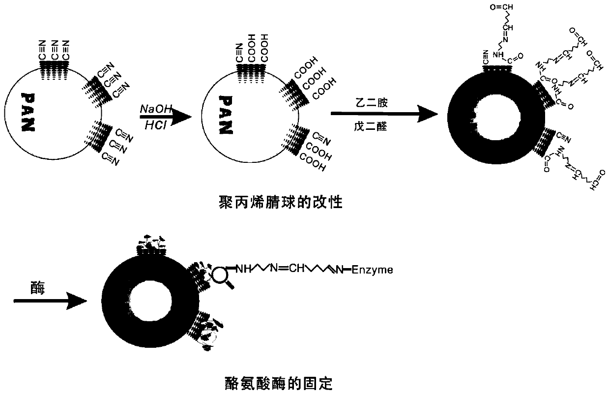 A method and application of immobilizing tyrosinase with polyacrylonitrile microspheres as carrier