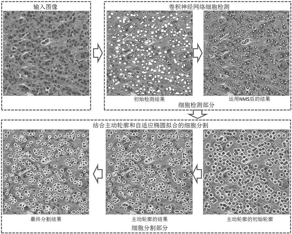 Automatic cell detection and segmentation method based on deep learning and using adaptive ellipse fitting