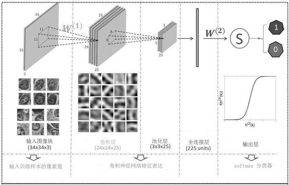 Automatic cell detection and segmentation method based on deep learning and using adaptive ellipse fitting