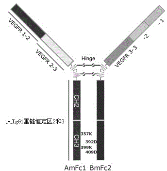 Ultra-vegf-trap immune fusion protein, its preparation method and application