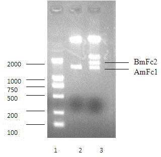 Ultra-vegf-trap immune fusion protein, its preparation method and application