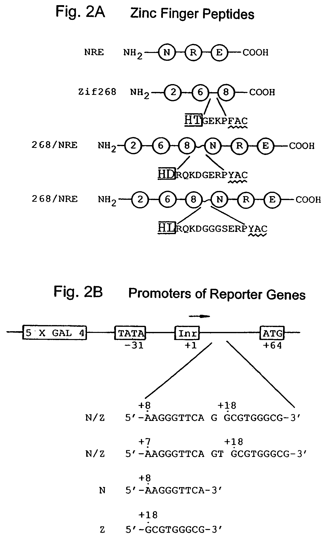 Nucleic acid encoding poly-zinc finger proteins with improved linkers