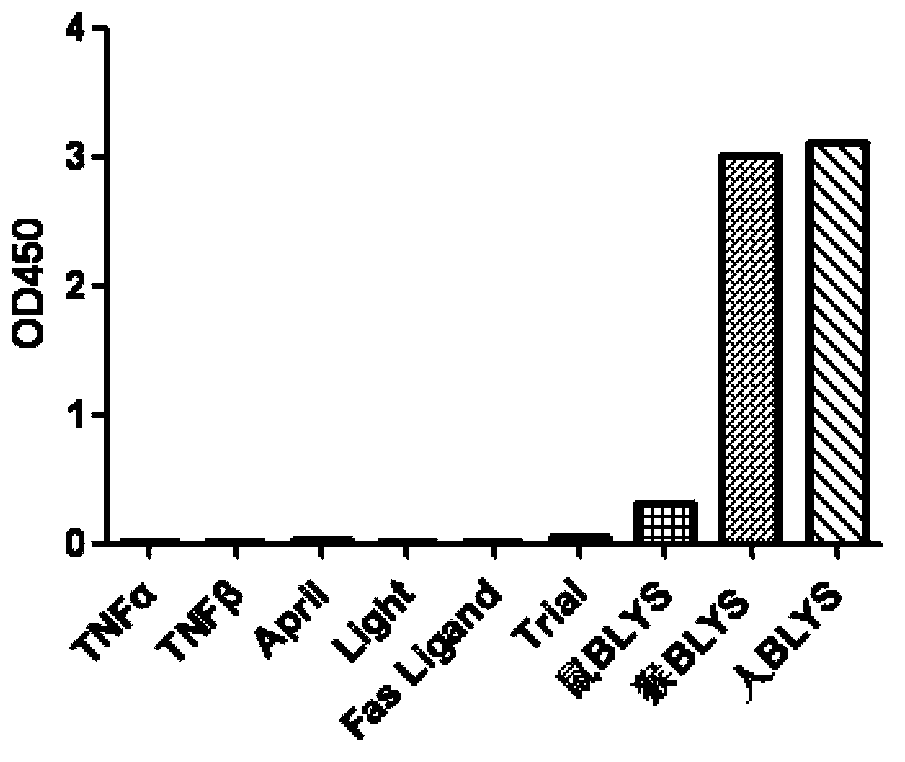 Anti-Blys monoclonal antibody and pharmaceutical composition containing anti-Blys monoclonal antibody