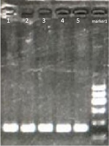 A molecular marker, primer, method and kit for early screening of cervical cancer