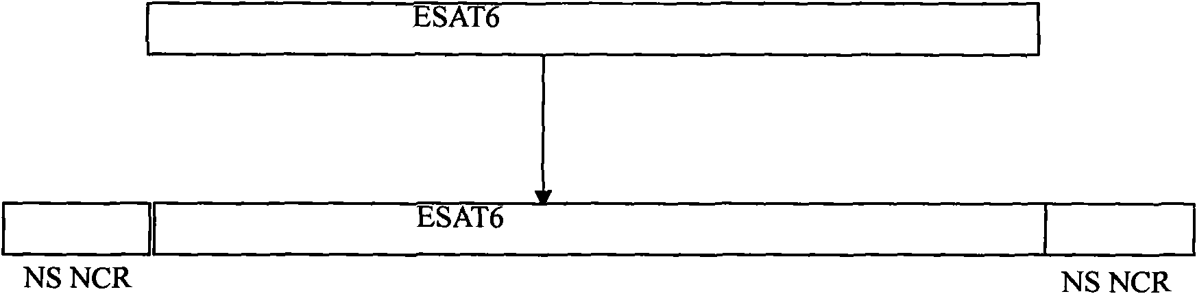 Method for modifying bird flu virus through interferon inducible protein ESAT6