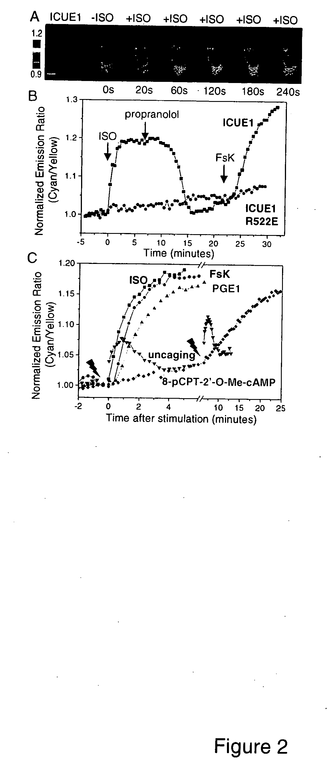 cAMP reporters and high throughput assays