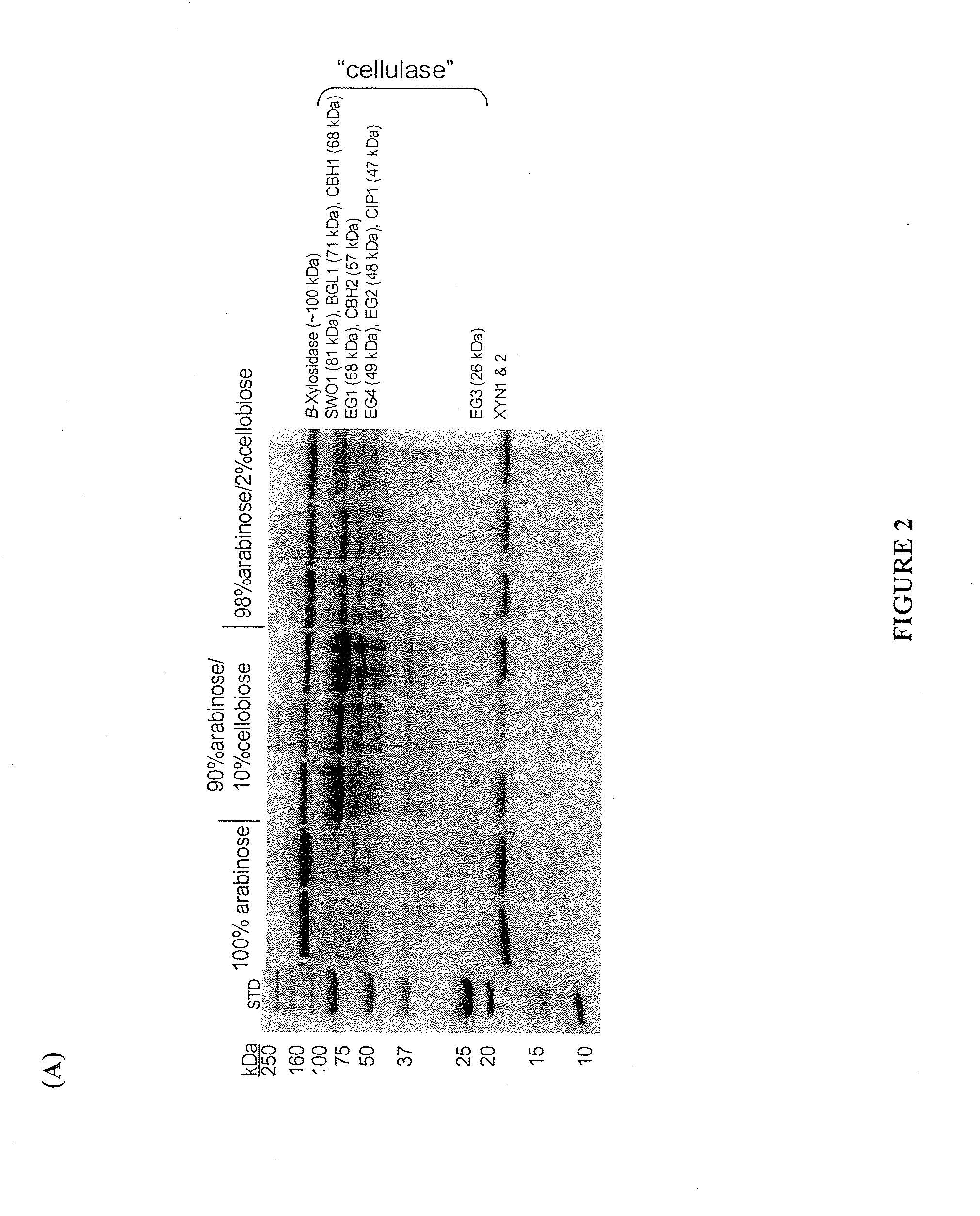 Method for cellulase production