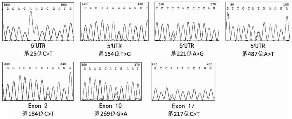 A kind of unc5d mutant gene that affects pig hair follicle development and its application