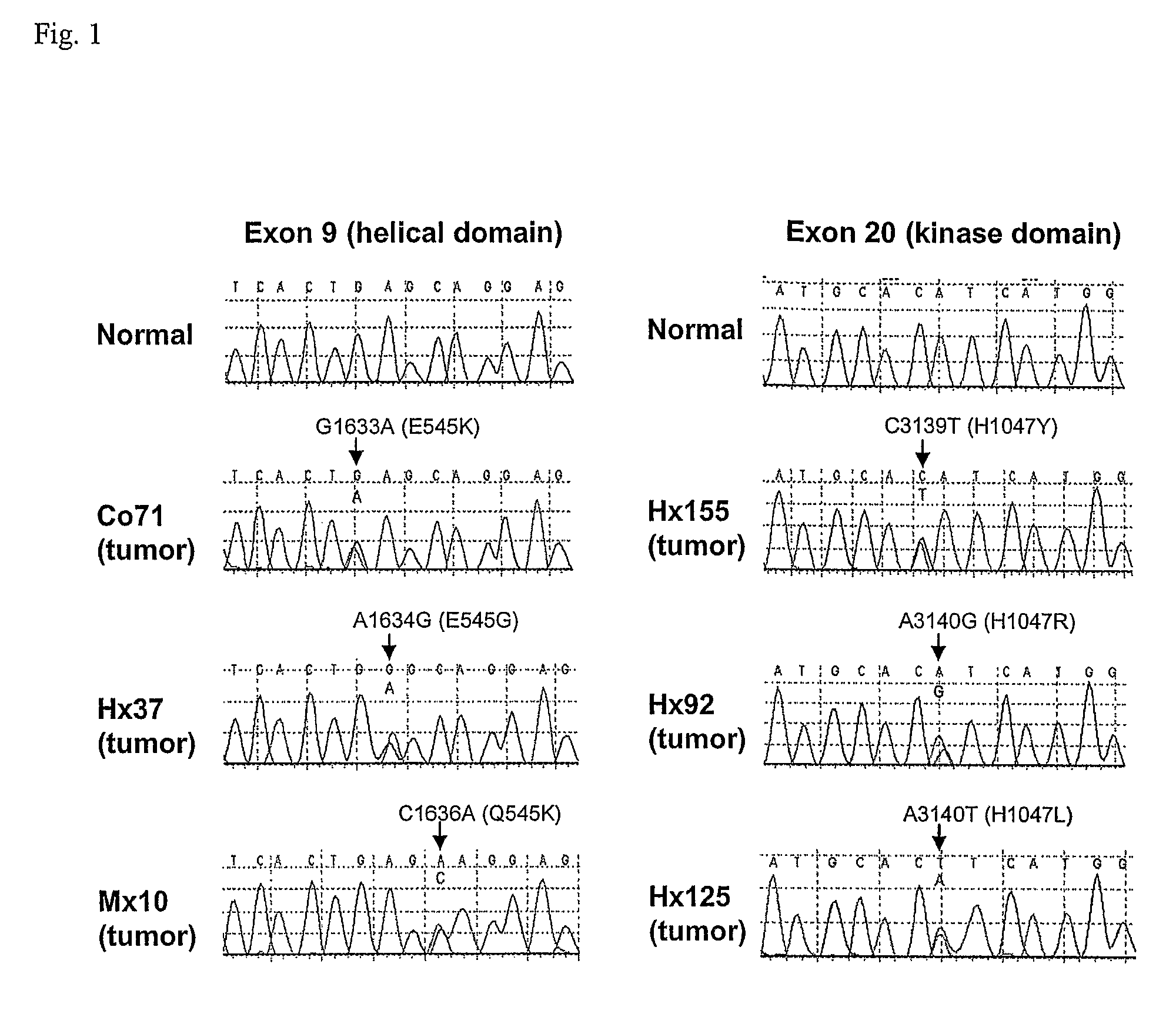 Mutations of the PIK3CA gene in human cancers