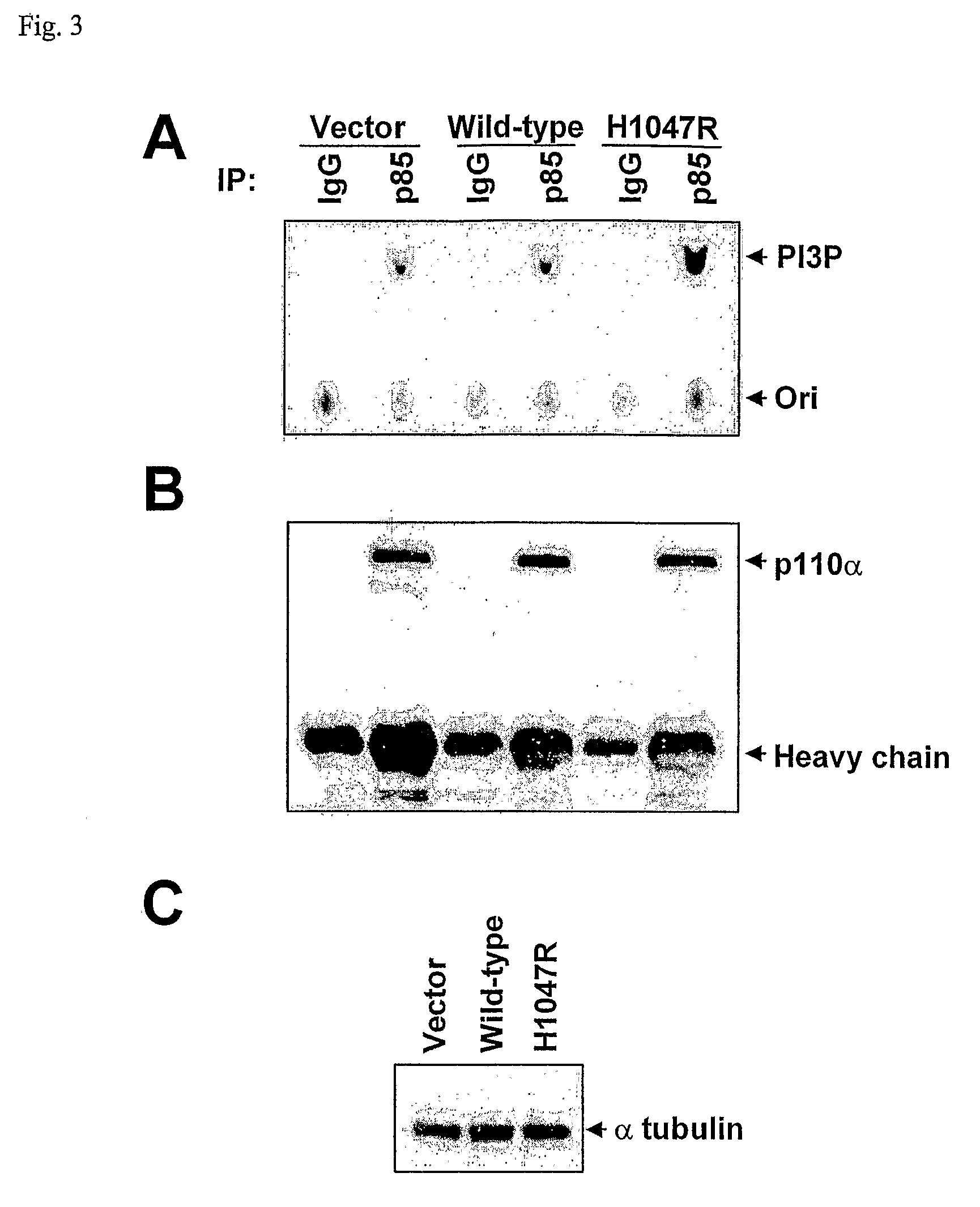 Mutations of the PIK3CA gene in human cancers