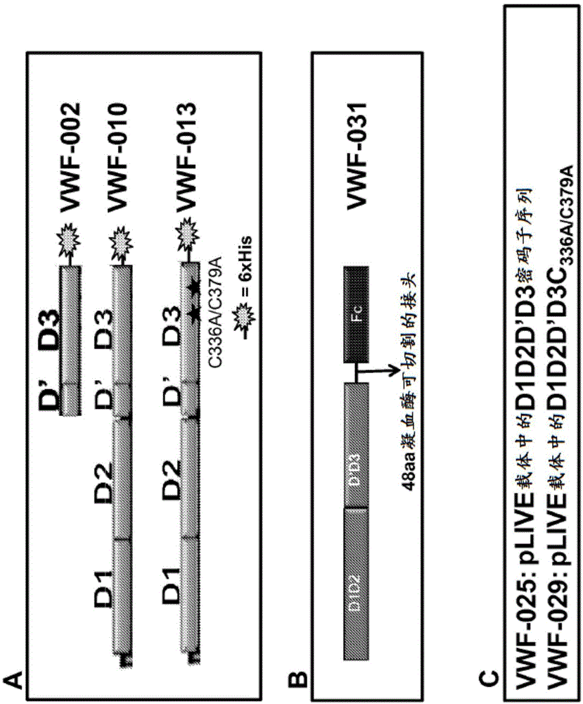 Factor VIII complex with XTEN and von willebrand factor protein, and uses thereof