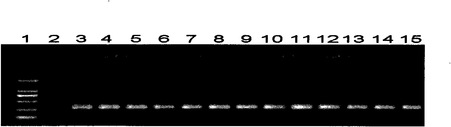 Molecule detection technique of cayenne pepper phytophthora capsici polygalacturonase (Pcipg) 5 genes