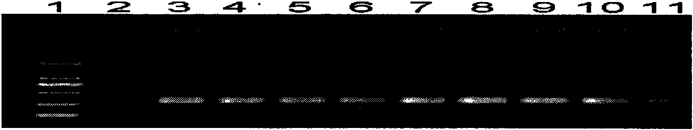 Molecule detection technique of cayenne pepper phytophthora capsici polygalacturonase (Pcipg) 5 genes