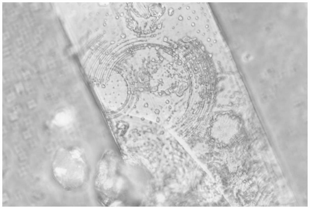 Method for stripping purple phosphorus nanosheet by laser