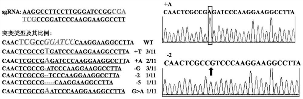 Artificial gene editing system for rice