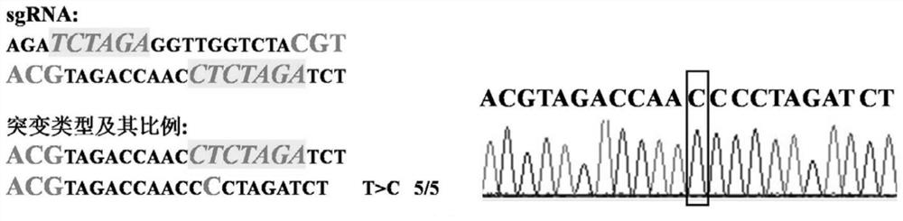 Artificial gene editing system for rice