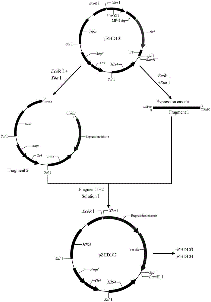 ZEN (zearalenone) degrading enzyme gene and high-yield strain