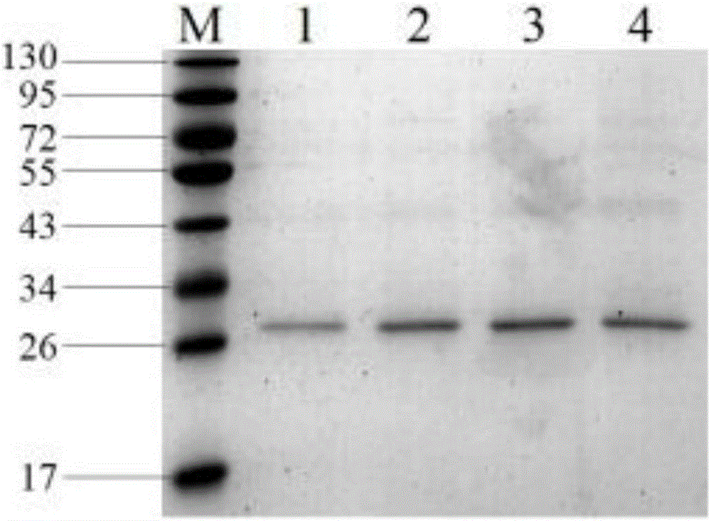 ZEN (zearalenone) degrading enzyme gene and high-yield strain