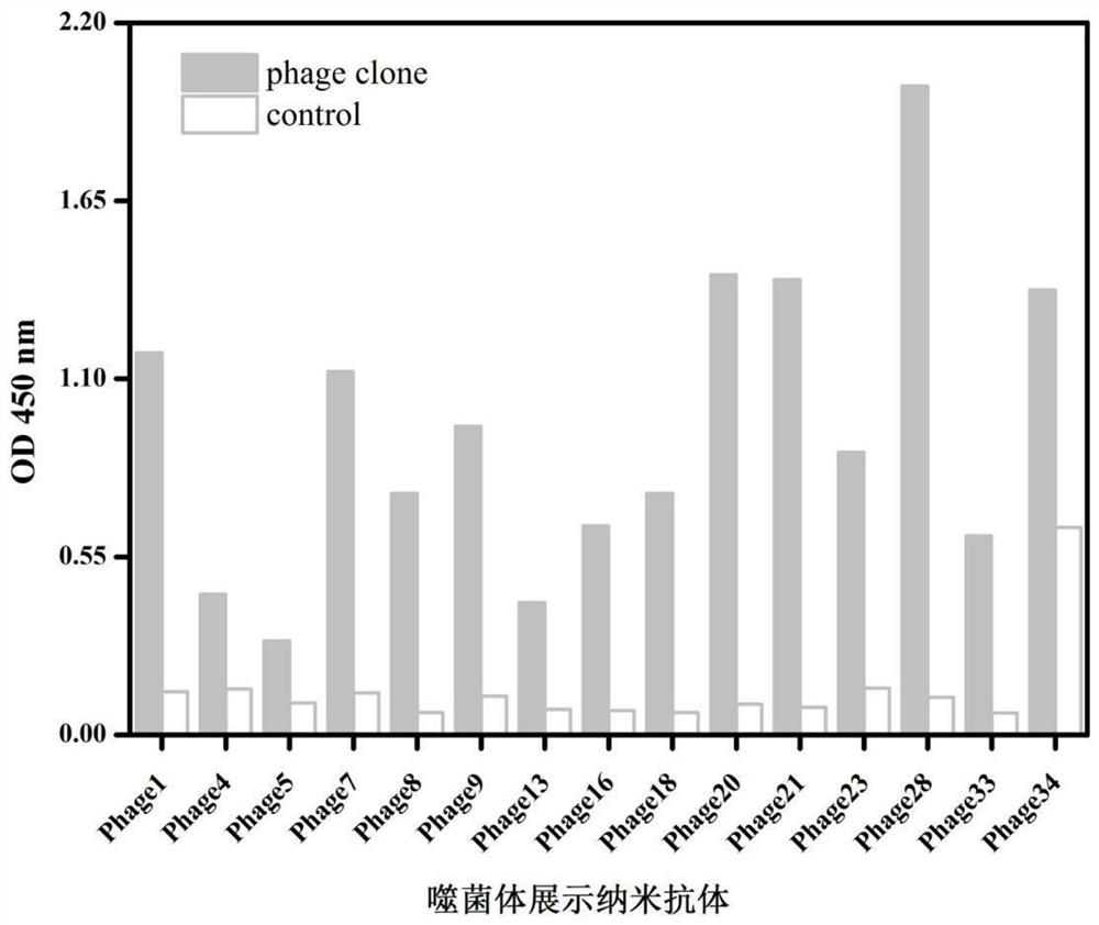 Nanobody, recombinant vector, host cell and application thereof for specific recognition of Vibrio parahaemolyticus