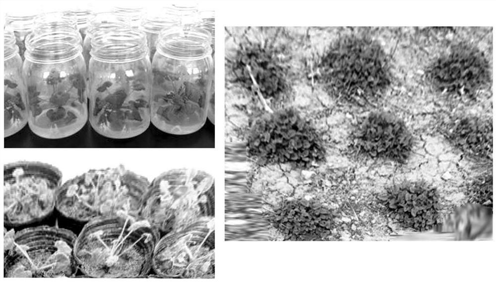 Induction culture medium for tissue culture and rapid propagation of dracocephalum plants and application of induction culture medium