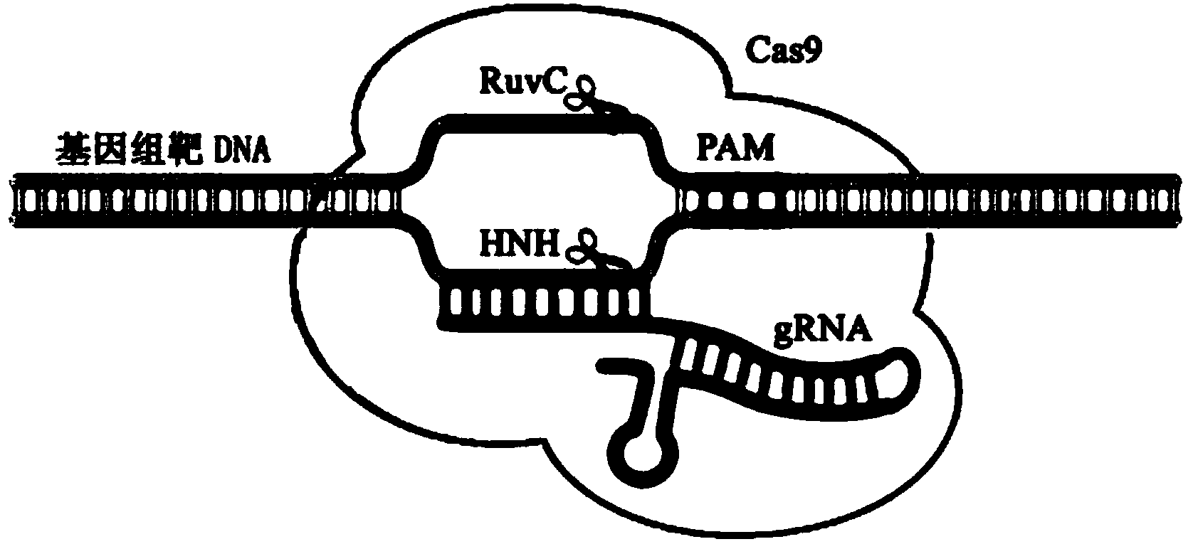 Site-specific modification and screening method for specific DNA (deoxyribonucleic acid) viral genome