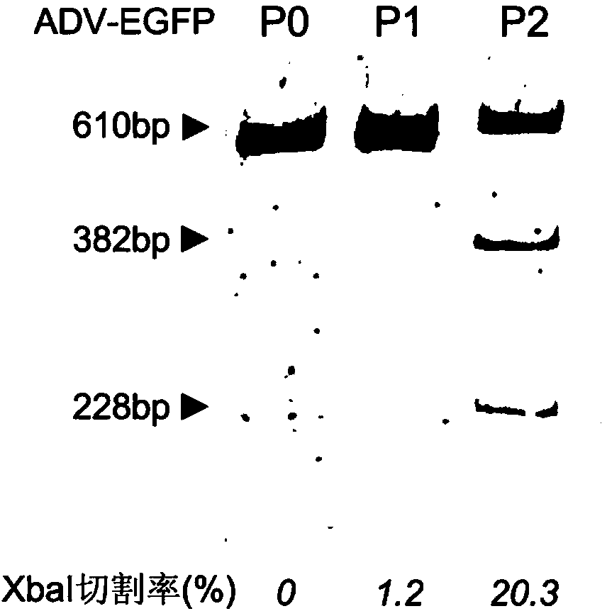 Site-specific modification and screening method for specific DNA (deoxyribonucleic acid) viral genome