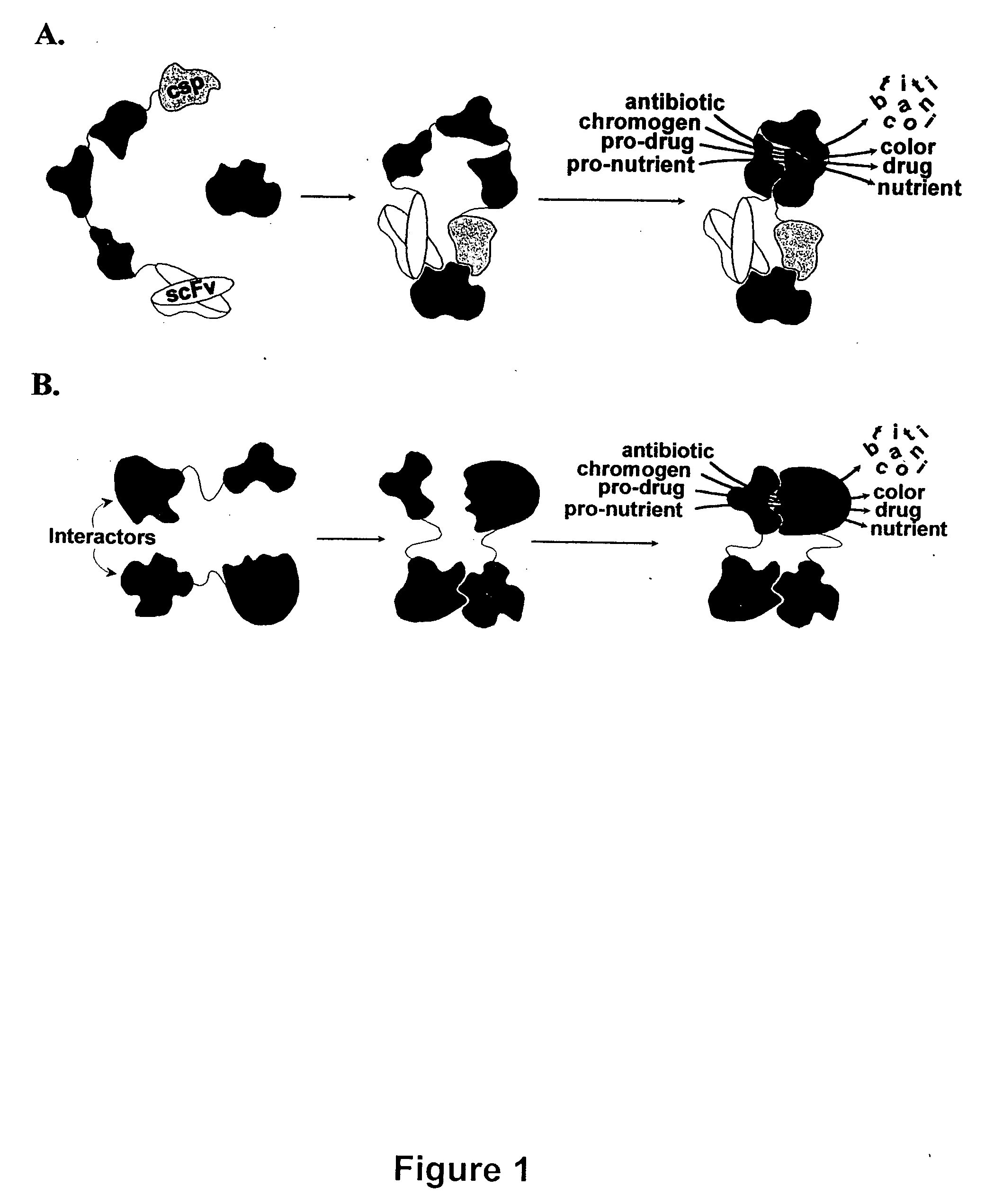 Breakpoint fusion fragment complementation system