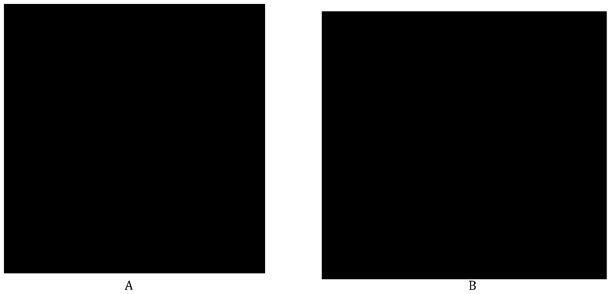 Heterologous antibody of panda canine distemper virus and preparation method thereof