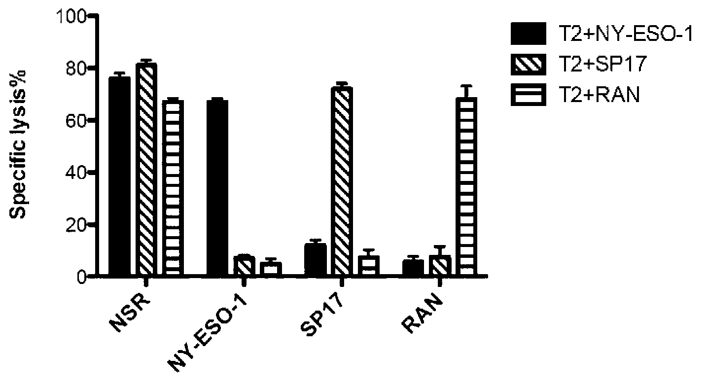 Combined CTL antigenic epitope and its application