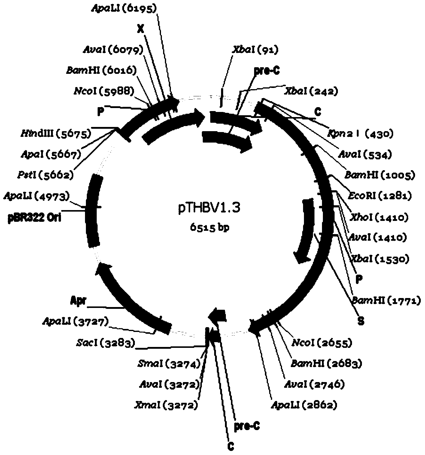 Human liver cancer cell line for observing life period of hepatitis B virus in cells and applications thereof