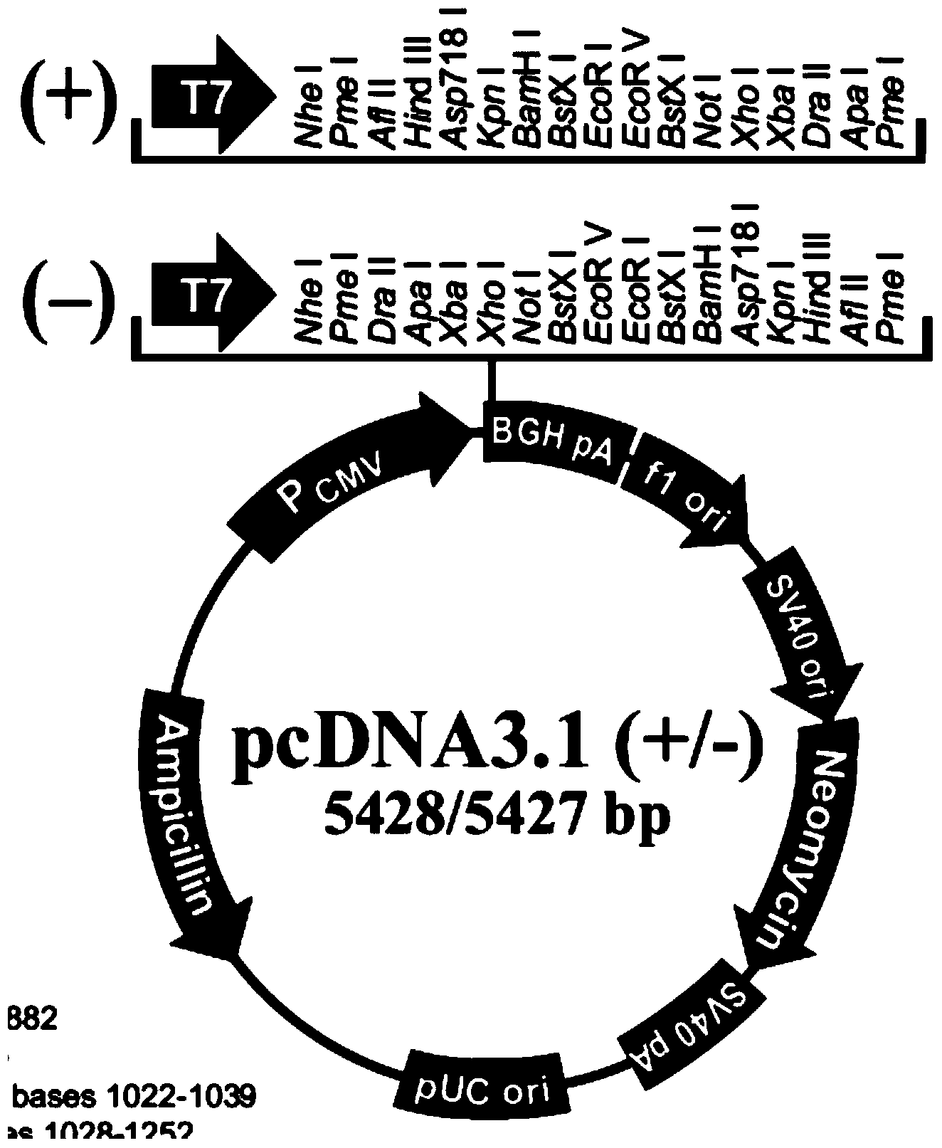 Human liver cancer cell line for observing life period of hepatitis B virus in cells and applications thereof