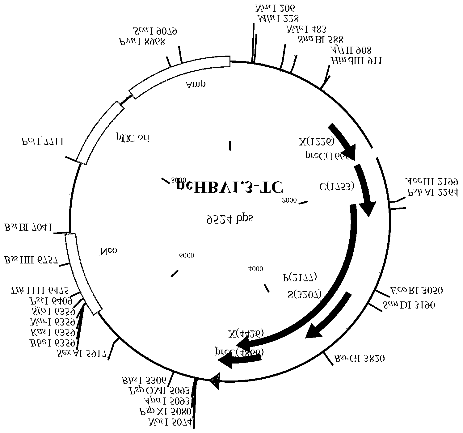 Human liver cancer cell line for observing life period of hepatitis B virus in cells and applications thereof