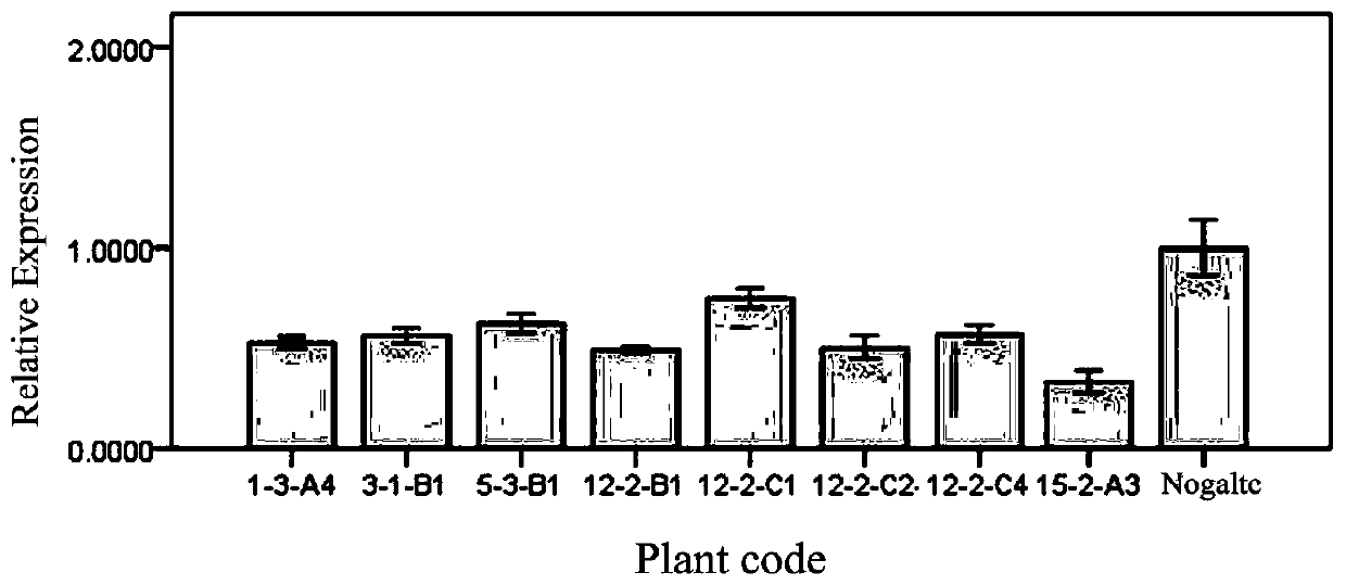 Gene for increasing diameter of carnation flowers and application