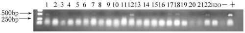 Gene for increasing diameter of carnation flowers and application