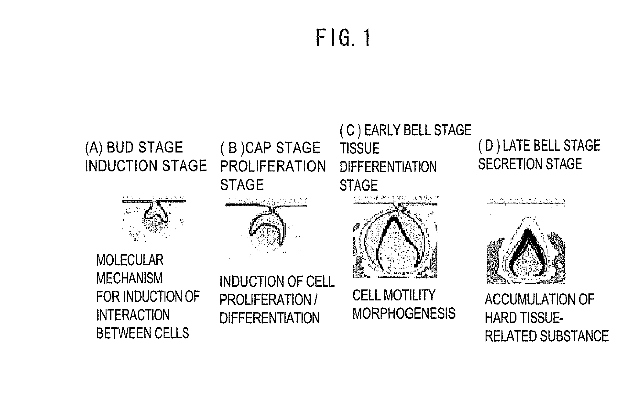 Method for production of mesenchymal cell, method for production of tooth, and mesenchymal cell for formation of tooth