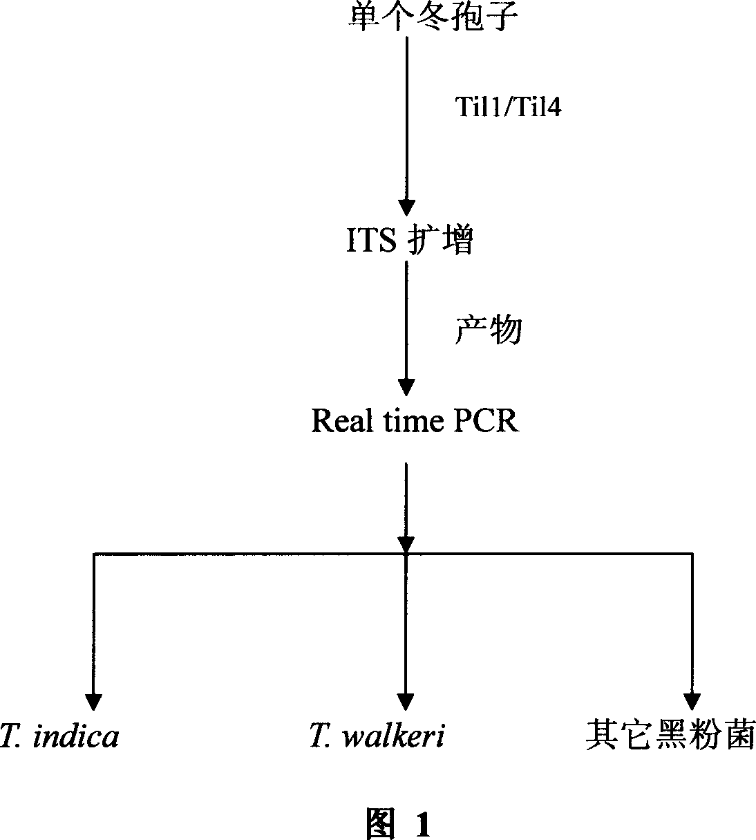 Detection primer, probe and detection method for tilletia indica mitra