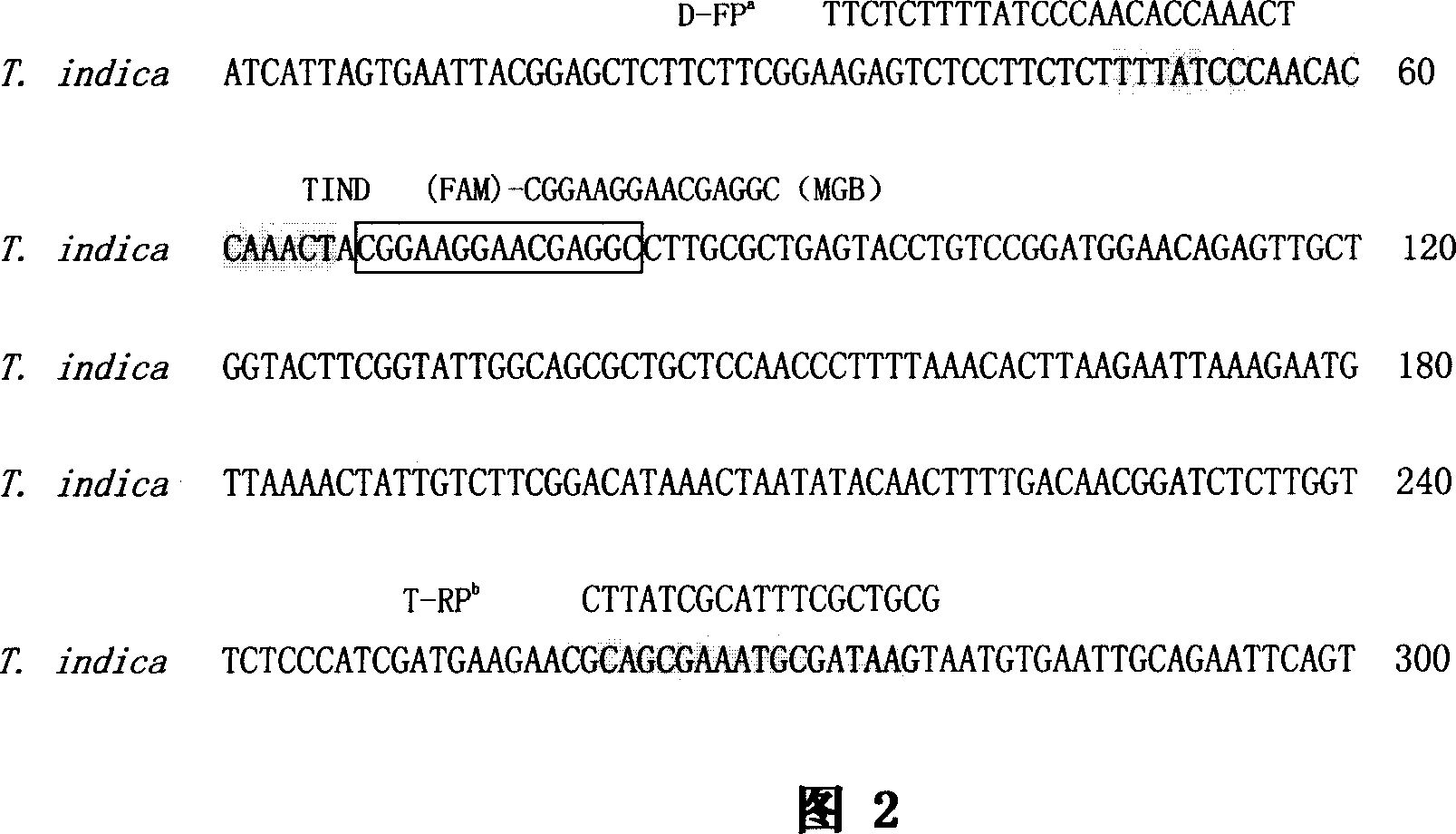 Detection primer, probe and detection method for tilletia indica mitra