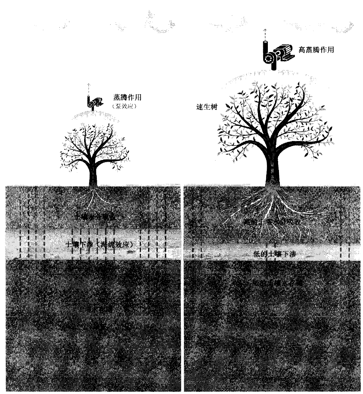 Method for rapidly restoring water storage capacity of high-degeneration tropical forest soil