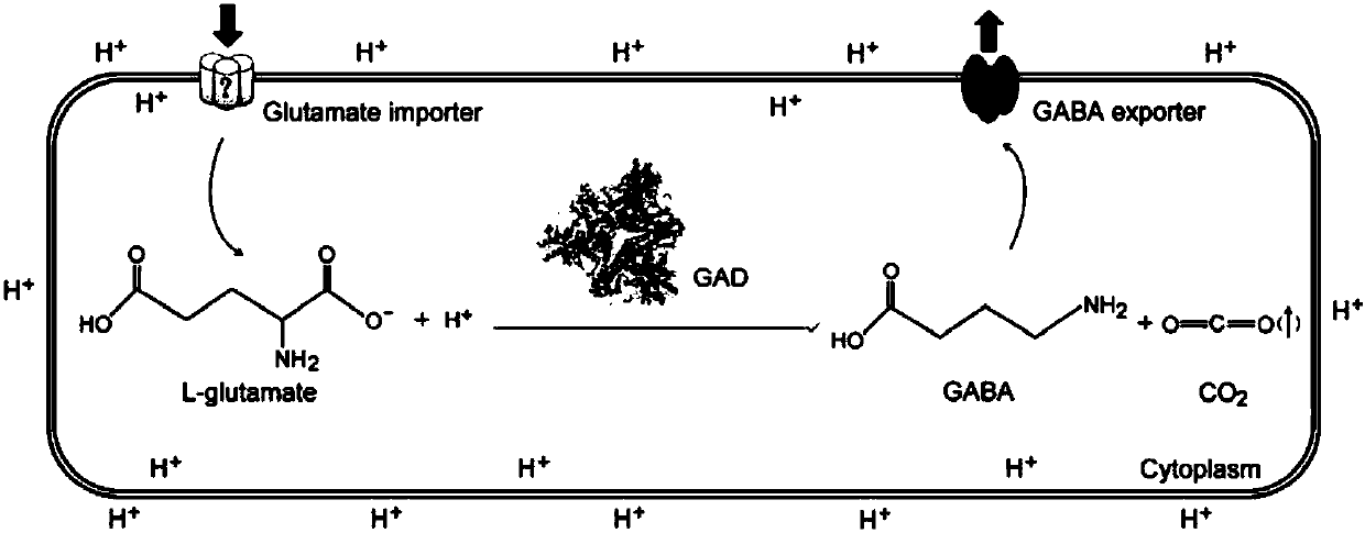 Method for producing gamma-aminobutyric acid by whole cell transformation method